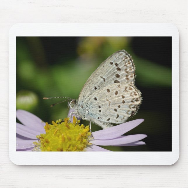 Spotted Cream Coloured Butterfly Mouse Mat (Front)