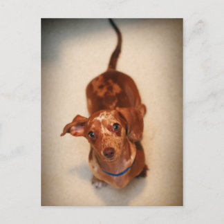 Spotted Dachshund Postcard