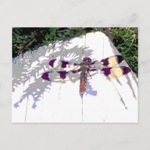 Spotted Dragonfly Postcard