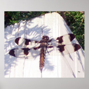 Spotted Dragonfly Poster