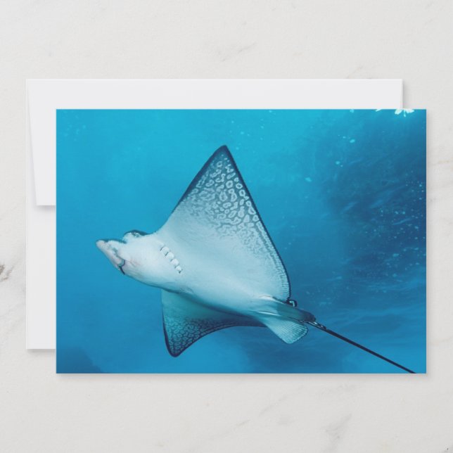 Spotted Eagle Ray (Front)