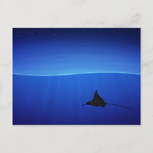 Spotted eagle ray, Aetobatus narinari Postcard