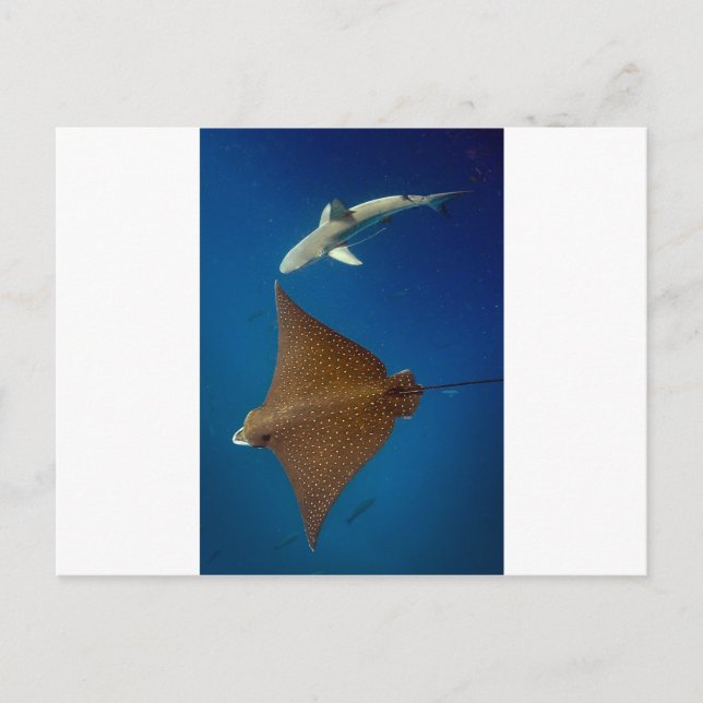 Spotted eagle ray and reef shark underwater postcard (Front)