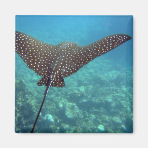 Spotted Eagle Ray Magnet