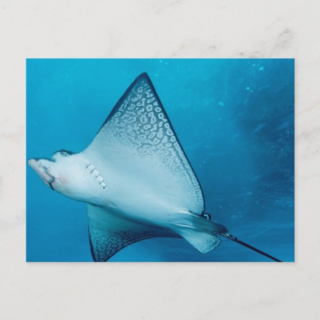 Spotted Eagle Ray Postcard (Front)