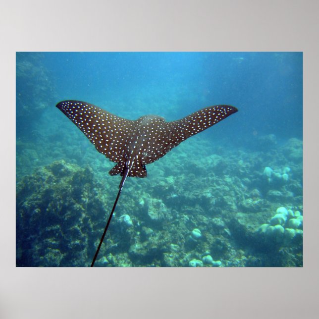 Spotted Eagle Ray Poster (Front)