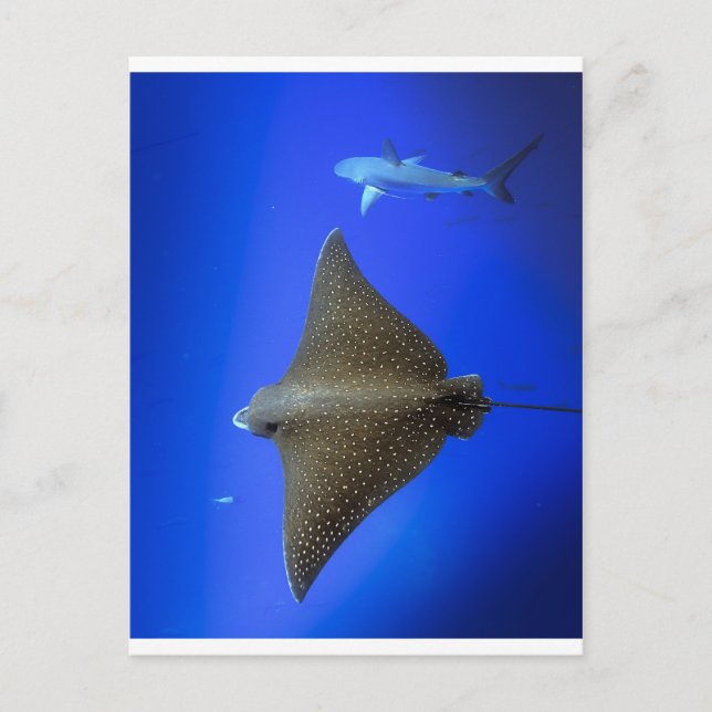 Spotted eagle ray & reef shark underwater postcard (Front)