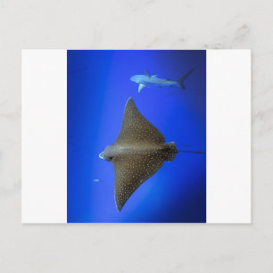 Spotted eagle ray & reef shark underwater postcard