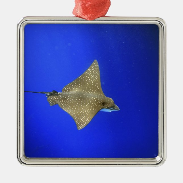Spotted eagle ray swimming underwater Galapagos Metal Tree Decoration (Front)
