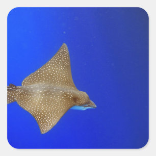 Spotted eagle ray swimming underwater paradise square sticker