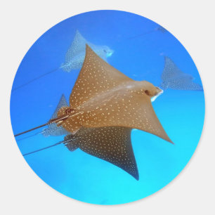 Spotted eagle rays underwater Galapagos Classic Round Sticker