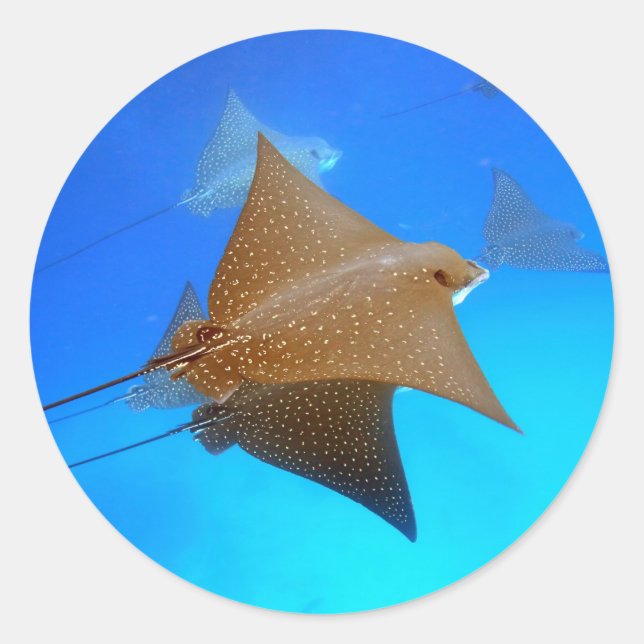 Spotted eagle rays underwater Galapagos Classic Round Sticker (Front)