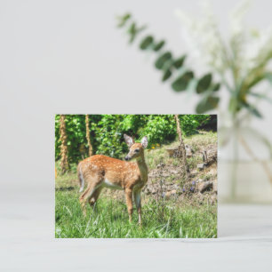 Spotted Fawn Postcard