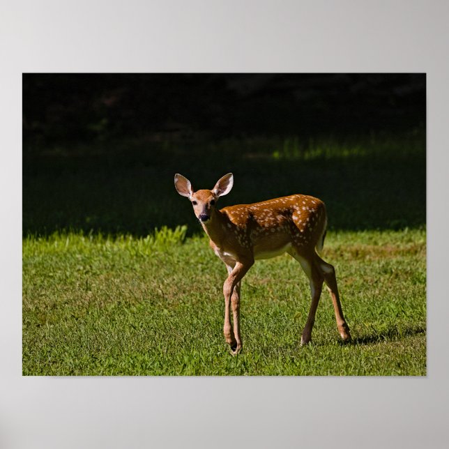 Spotted Fawn Poster (Front)