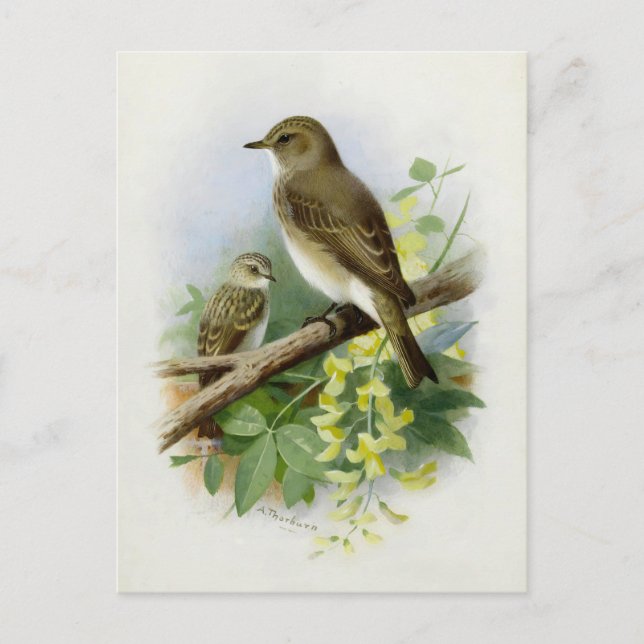 Spotted Flycatchers, Art Illustration Postcard (Front)