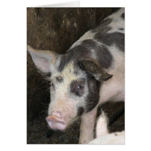 Spotted Hog All Occasions 