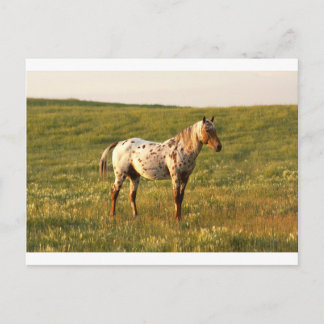 Spotted Horse Stallion Postcard