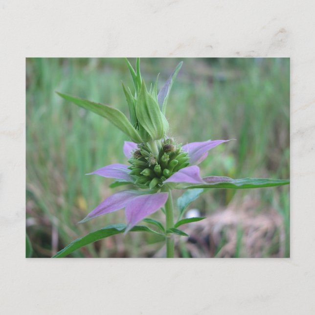Spotted Horsemint, M. punctata Postcard (Front)