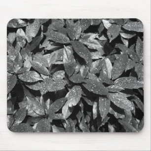 Spotted Laurel, Aucuba Japonica - B/W Mouse Mat