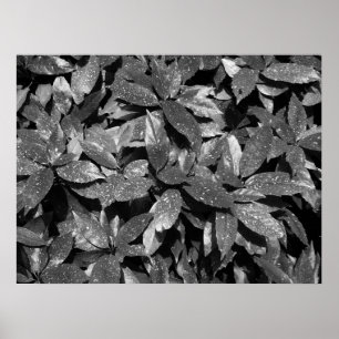 Spotted Laurel, Aucuba Japonica - B/W Poster
