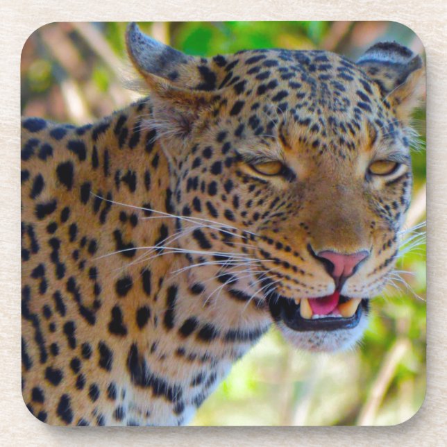 Spotted Leopard Coaster (Front)