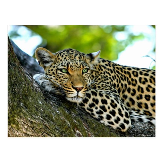Spotted Leopard Postcard