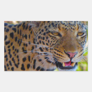 Spotted Leopard Rectangular Sticker