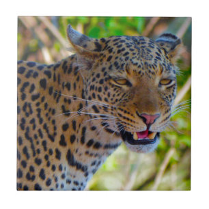 Spotted Leopard Tile