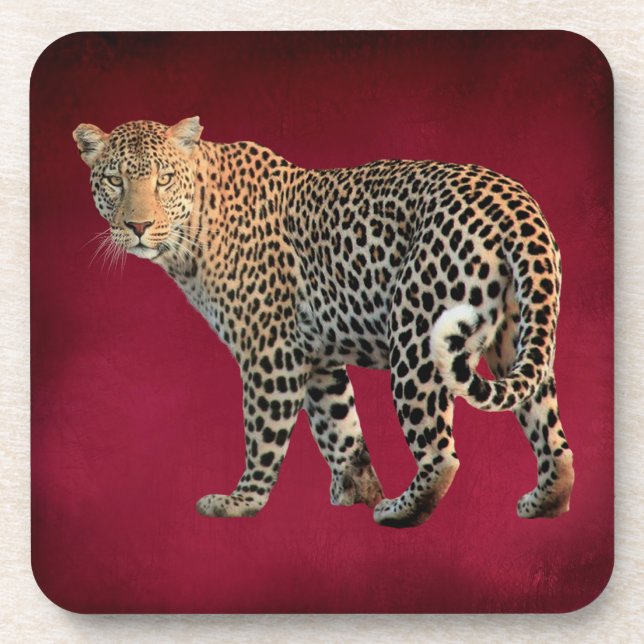 Spotted Leopard Wild Cat Photograph Coaster (Front)