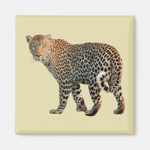 Spotted Leopard Wild Cat Photograph Magnet