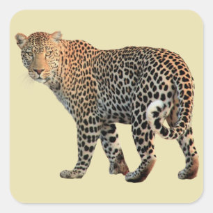 Spotted Leopard Wild Cat Photograph Square Sticker