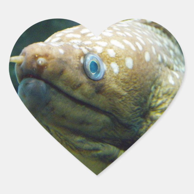 Spotted Moray Eel Heart Sticker (Front)