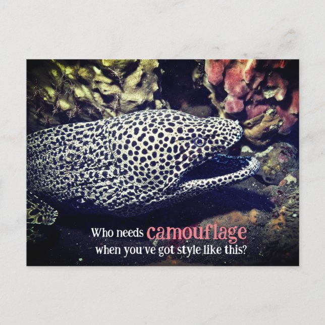 Spotted moray eel underwater holiday postcard (Front)