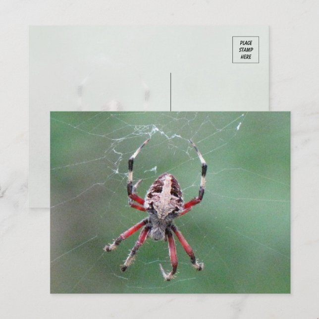 Spotted Orbweaver Spider Postcard (Front/Back)