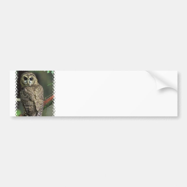 Spotted Owl Bumper Sticker (Front)