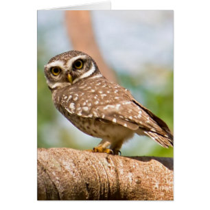 Spotted owl on morning flight.