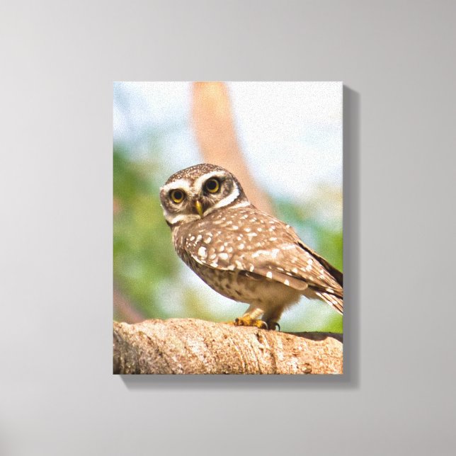 Spotted owl on morning flight. canvas print (Front)