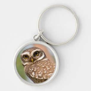 Spotted owl on morning flight. key ring