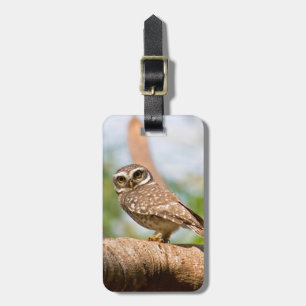 Spotted owl on morning flight. luggage tag