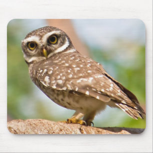 Spotted owl on morning flight. mouse mat