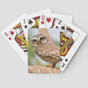 Spotted owl on morning flight. playing cards