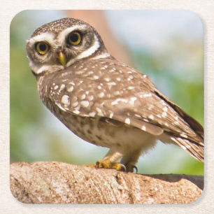 Spotted owl on morning flight. square paper coaster