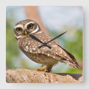 Spotted owl on morning flight. square wall clock