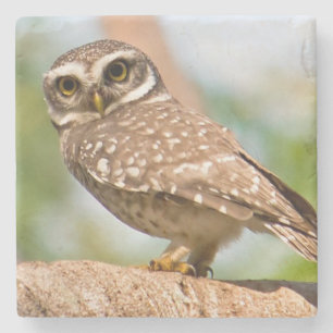 Spotted owl on morning flight. stone coaster