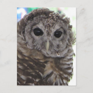 Spotted Owl Postcard