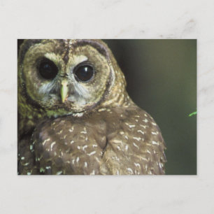 Spotted Owl Postcard