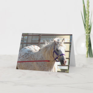 Spotted Pony Card