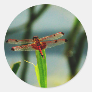 Spotted  Red and Black Dragonfly Classic Round Sticker