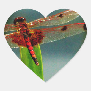 Spotted  Red and Black Dragonfly Heart Sticker