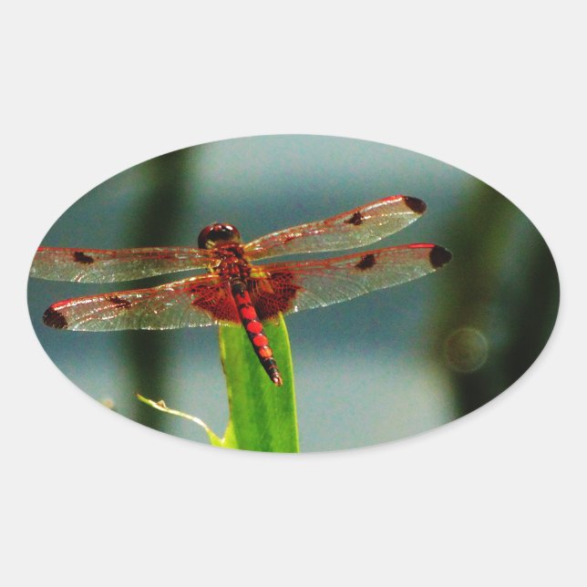 Spotted  Red and Black Dragonfly Oval Sticker (Front)